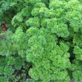 Kovrčavi peršin (kovrčava): koristi i štete, kako izgleda, fotografija, zabranjeno ili ne